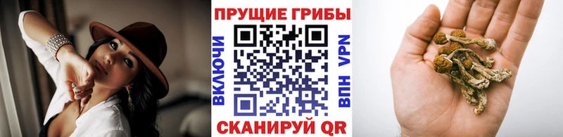 где купить наркоту  Камышин  Галлюциногенные грибы GOLDEN TEACHER 